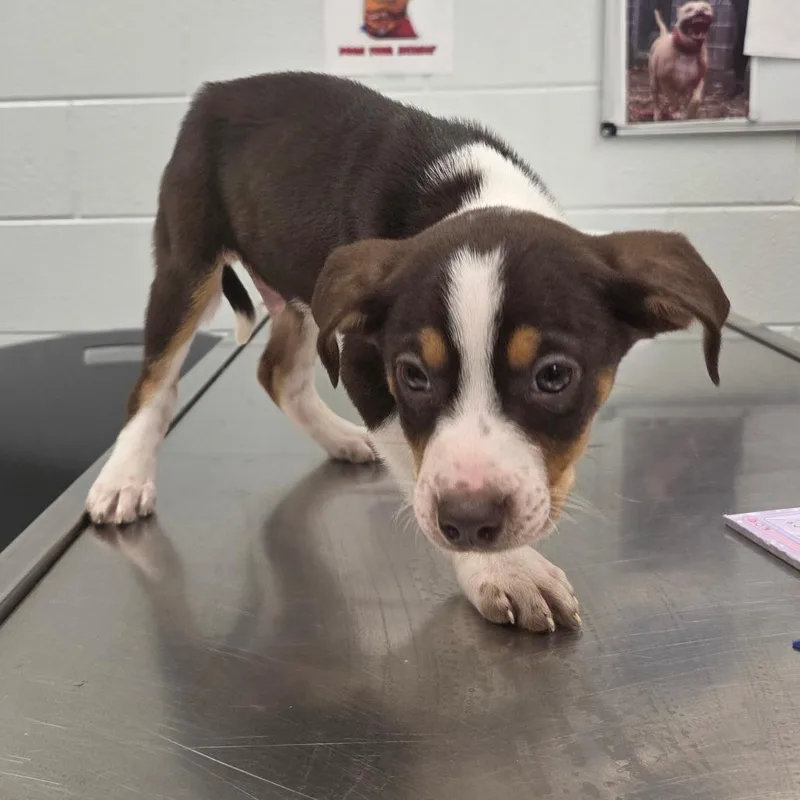 A baby small-sized male Brown / Chocolate Beagle dog named Snap for adoption in Chattanooga, TN