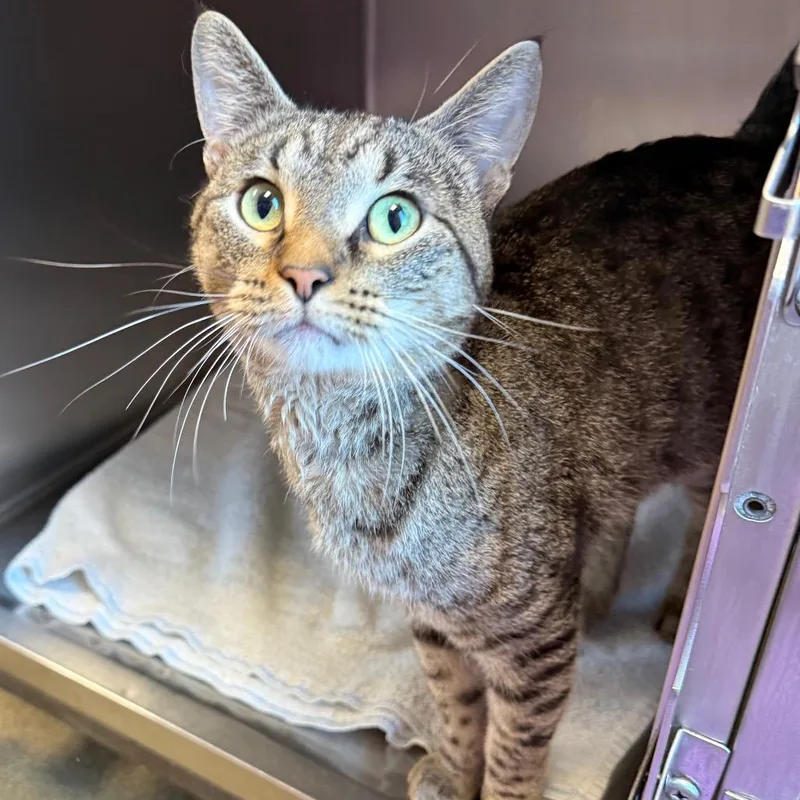 An adult medium-sized male Brown / Chocolate Domestic Short Hair cat named Hawkeye for adoption in Council Bluffs, IA