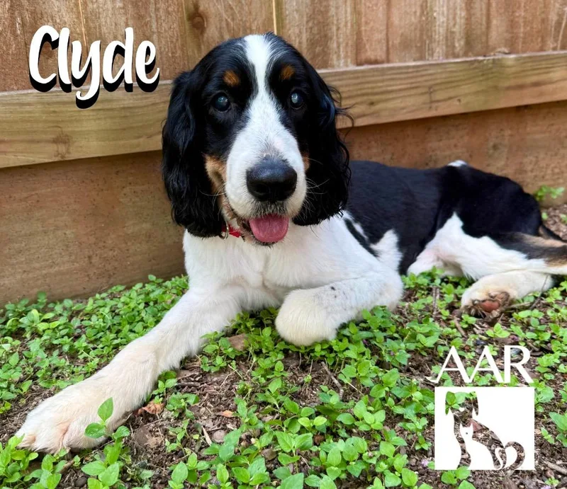 A senior medium-sized male English Springer Spaniel dog named Clyde for adoption in Magnolia, TX