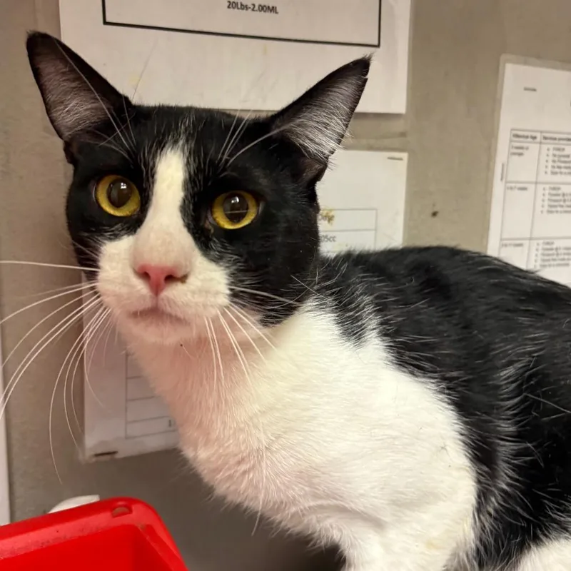 An adult medium-sized male Black Domestic Short Hair cat named Smoke for adoption in Yuma, AZ