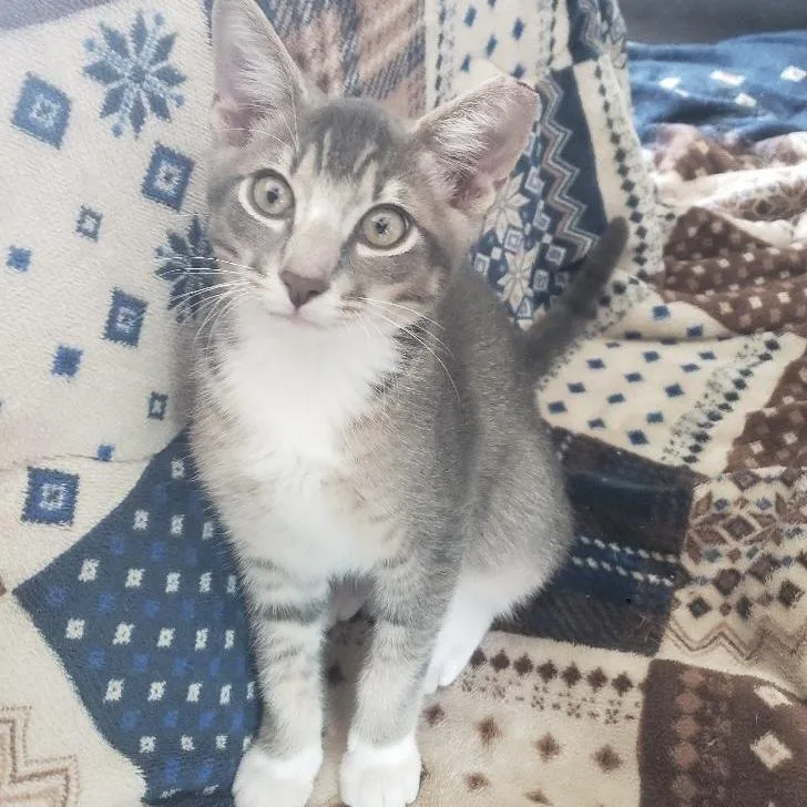 A baby small-sized male Gray & White Domestic Short Hair cat named Buggy for adoption in Panama City Beach, FL