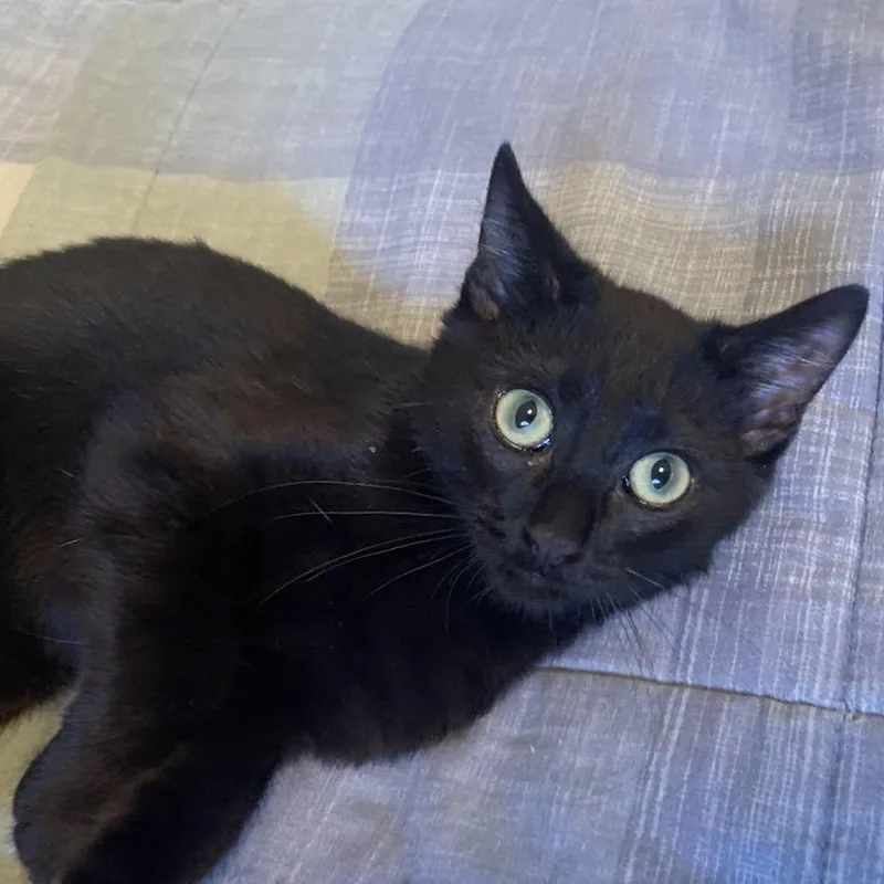 A baby medium-sized male Black Domestic Short Hair cat named Michael for adoption in Collierville, TN