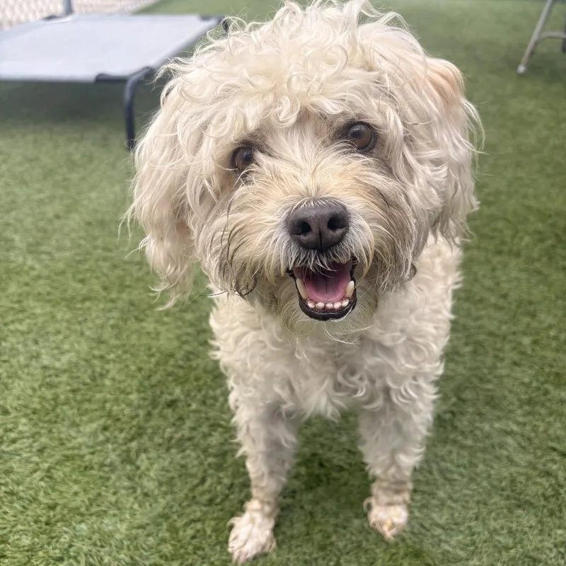 An adult small-sized female White / Cream Poodle dog named Pilar for adoption in Long Beach, CA