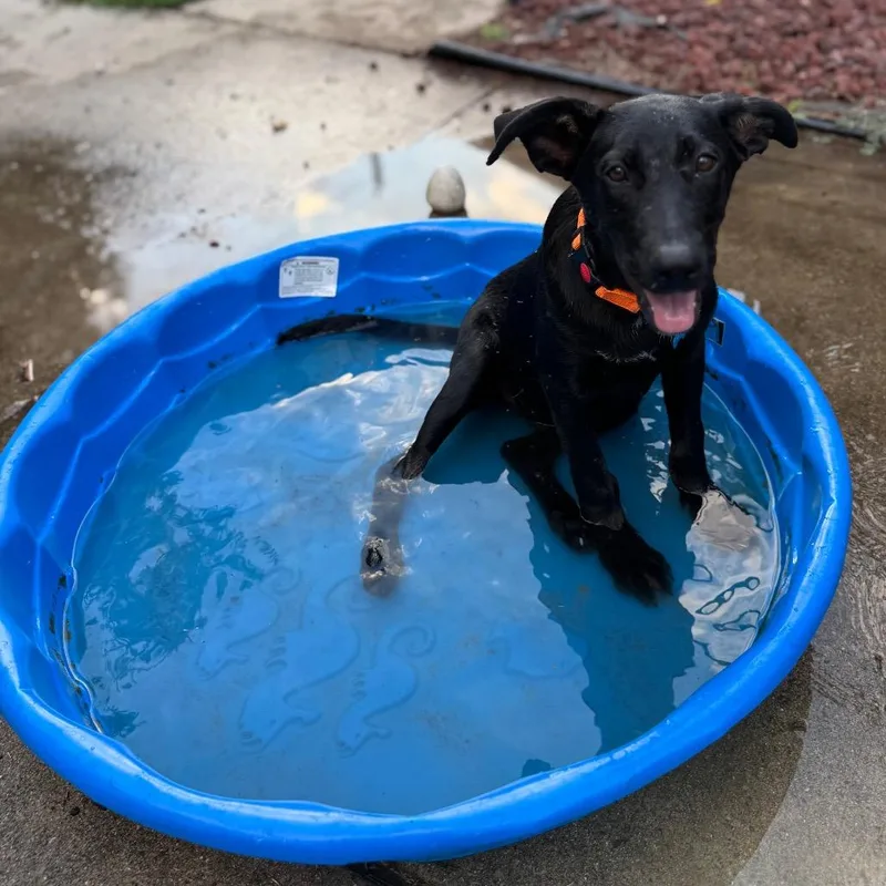 A baby medium-sized male Black German Shepherd Dog dog named Hoops for adoption in Ferndale, MI