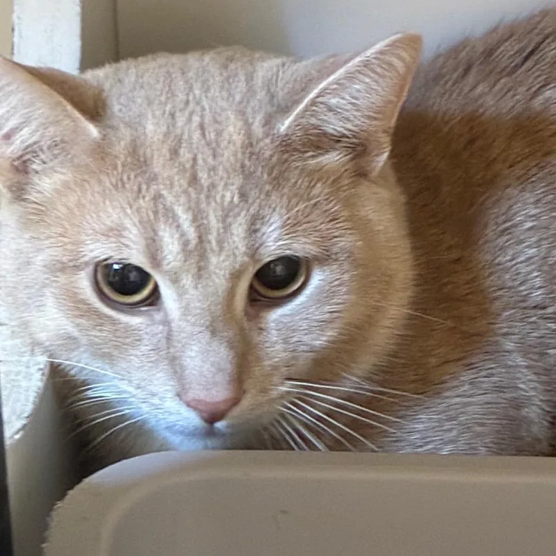 A young medium-sized male Buff / Tan / Fawn Domestic Short Hair cat named Phillip for adoption in Uniontown, PA