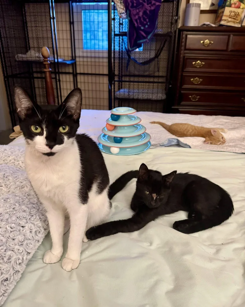 A young medium-sized female Black & White / Tuxedo Domestic Short Hair cat named Clementine for adoption in Herndon, VA