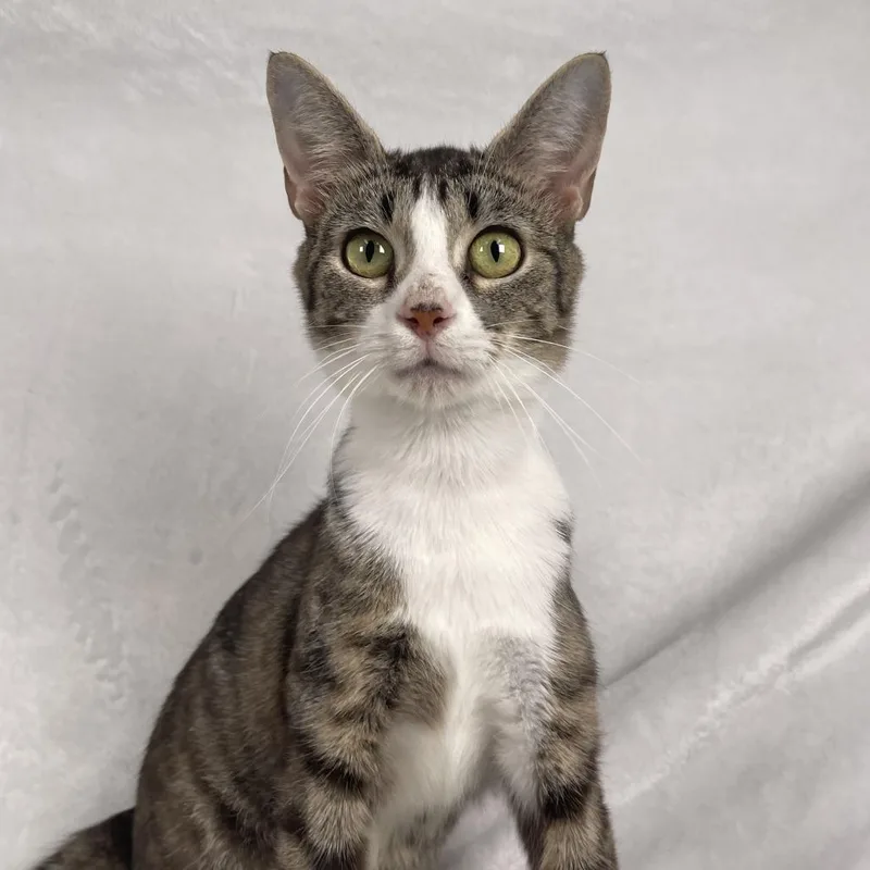 An adult large-sized female Brown / Chocolate Domestic Short Hair cat named Lyra for adoption in Johnson City, TN