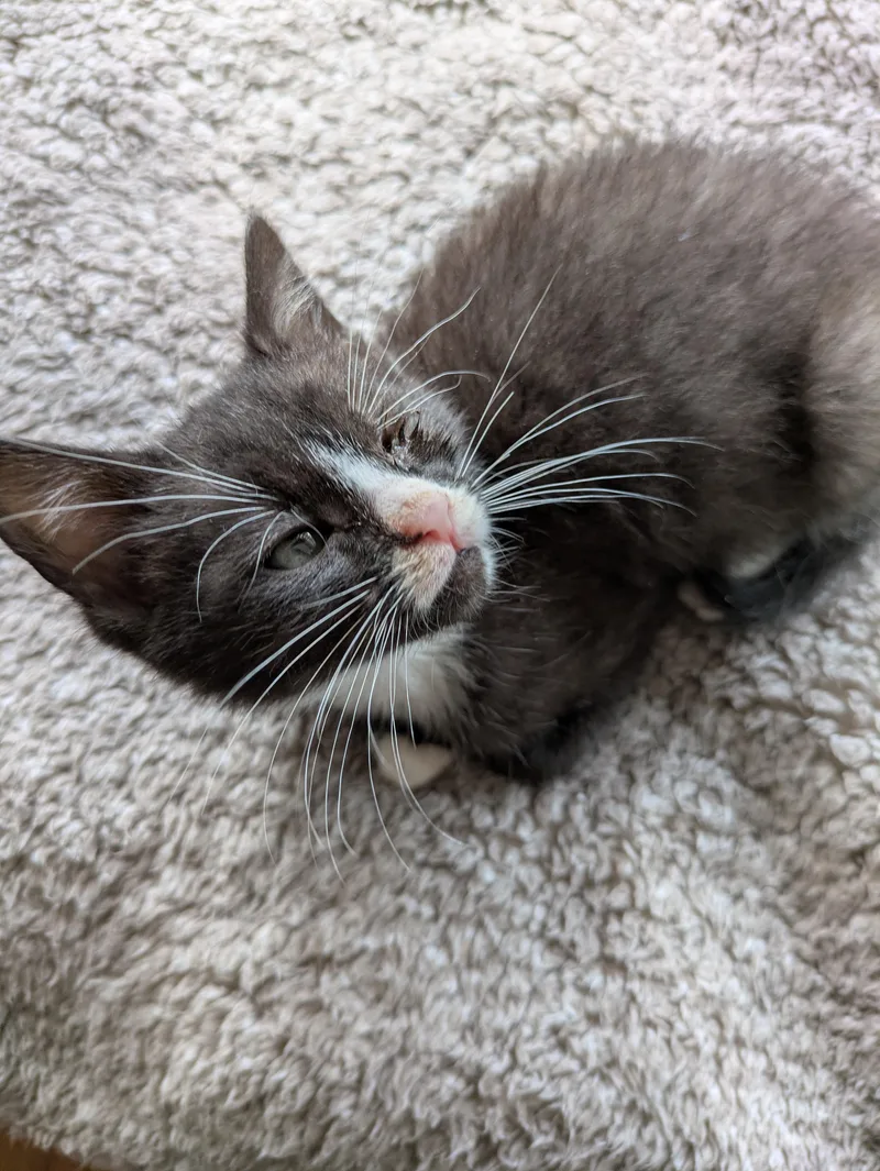 A baby medium-sized male Orange / Red Domestic Short Hair cat named Fishlegs + New Jersey for adoption in Haddon Heights, NJ