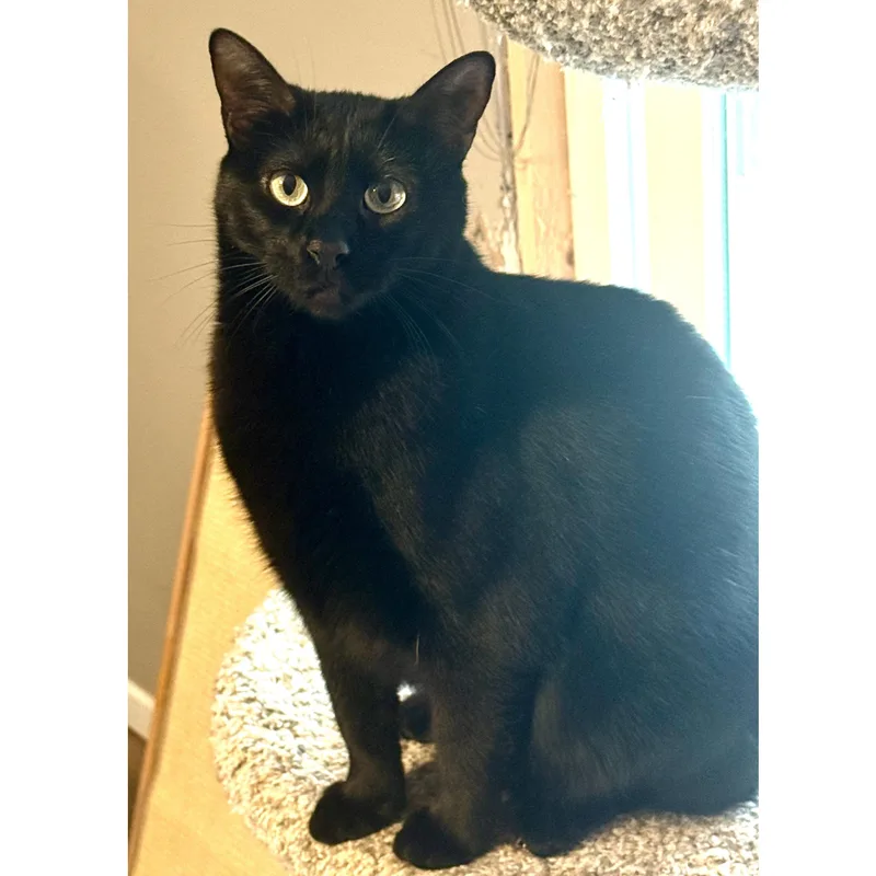 An adult medium-sized male Black Domestic Short Hair cat named Sabor for adoption in Stoughton, WI