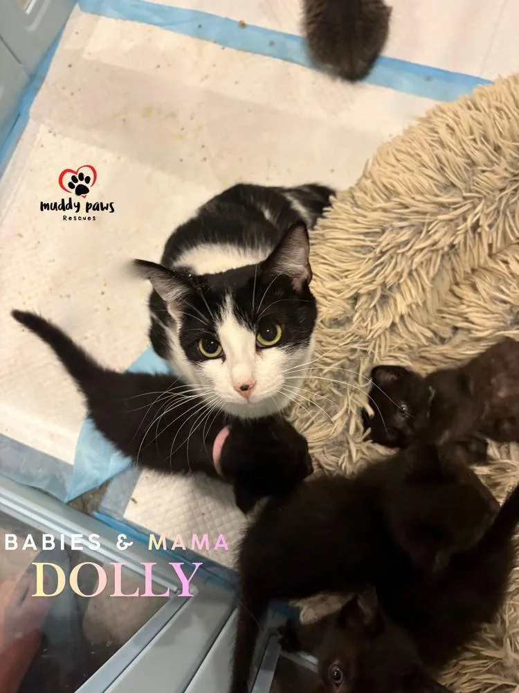 A young medium-sized female Domestic Short Hair cat named Mama Dolly for adoption in Council Bluffs, IA