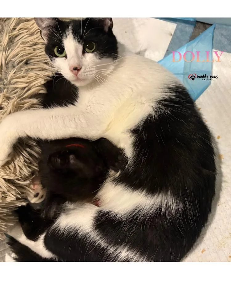 Mama Dolly thumbnail 2