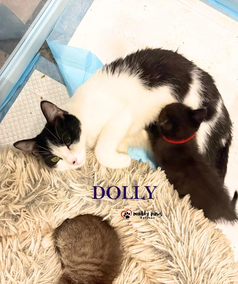 Mama Dolly thumbnail 3