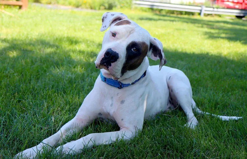 An adult large-sized male American Bulldog dog named Uno for adoption in Kansas City, MO