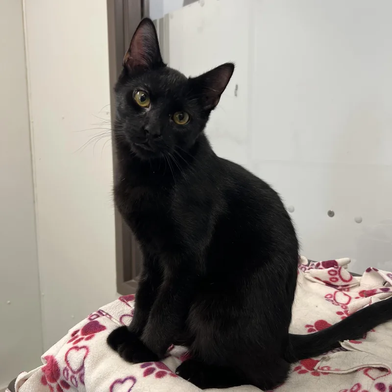 A young medium-sized male Black Domestic Short Hair cat named Bacco for adoption in Fairmont, MN
