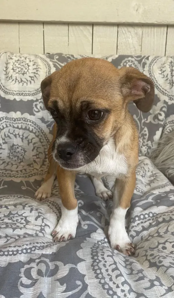 A baby small-sized female Pug dog named Chai for adoption in Fort Worth, TX