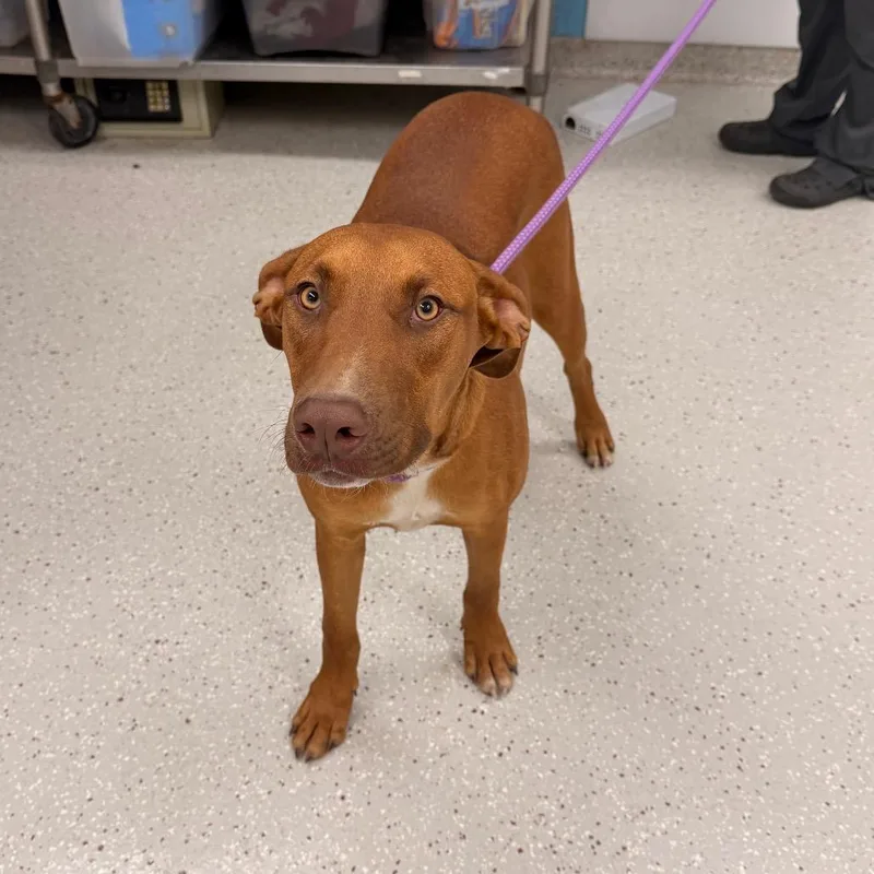 A young large-sized male Pit Bull Terrier dog named Ben for adoption in Indianapolis, IN