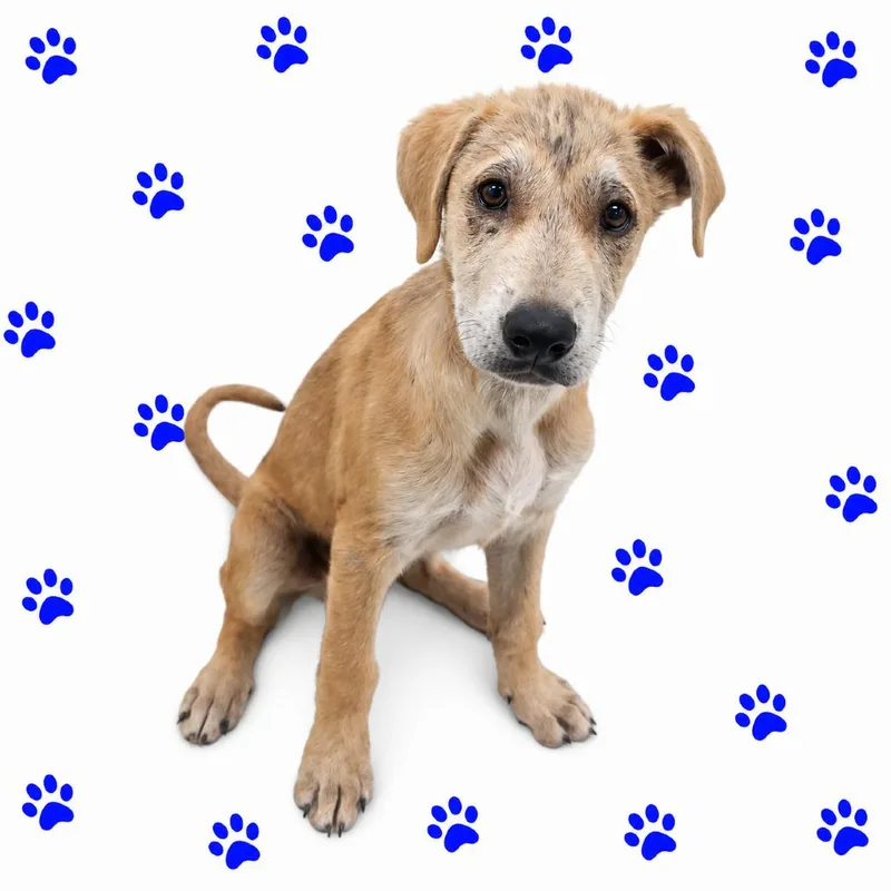 A baby small-sized male Yellow / Tan / Blond / Fawn Mixed Breed dog named Sandiclare for adoption in Memphis, TN