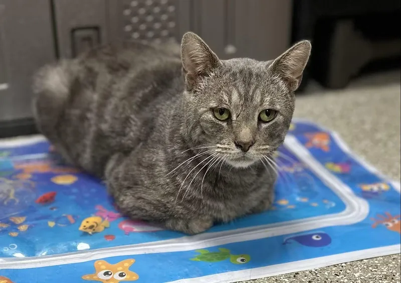 An adult medium-sized male Gray / Blue / Silver Domestic Short Hair cat named Turtle for adoption in Whitehall, PA
