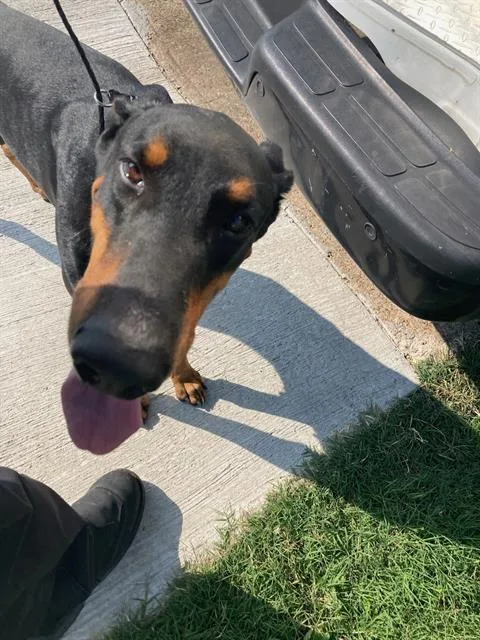 An adult large-sized male Doberman Pinscher dog named Judge for adoption in Dallas, TX