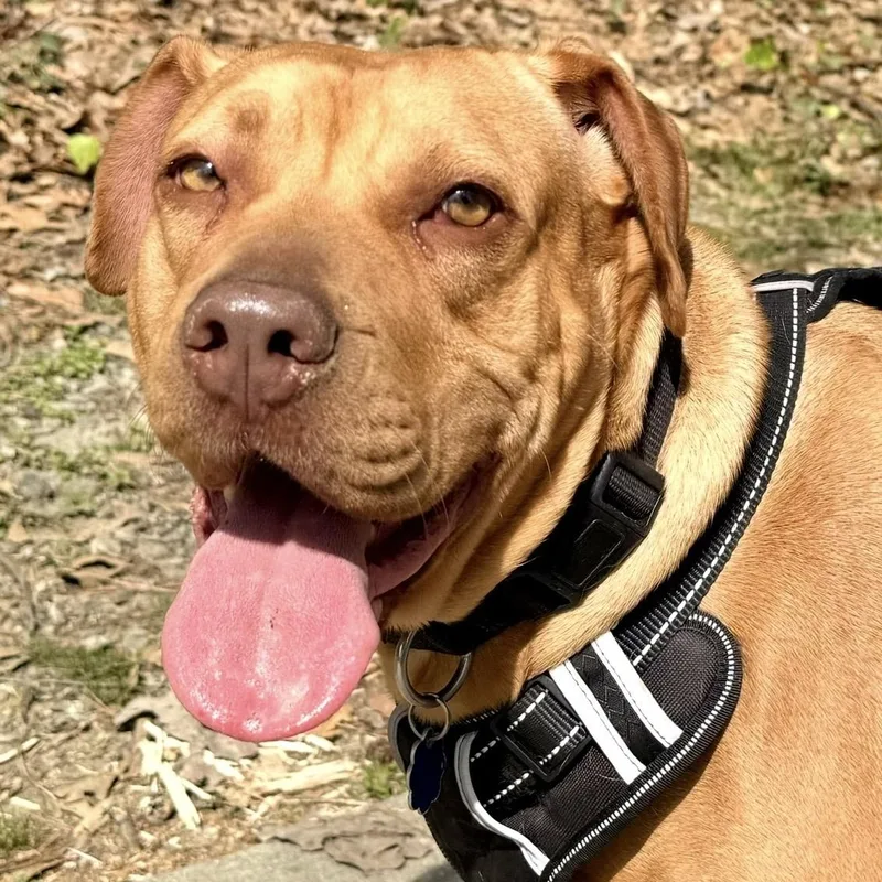 Josie