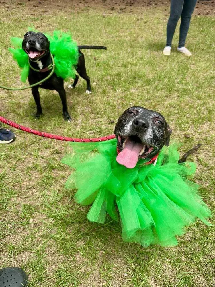 Mercedes thumbnail 6