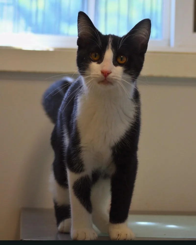 A young medium-sized male Black & White / Tuxedo Domestic Short Hair cat named Zoinks for adoption in Indiana, PA
