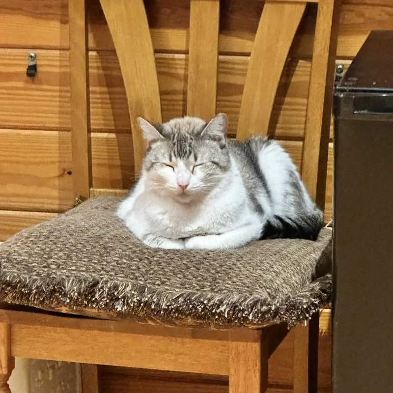 Marshmellow thumbnail 2