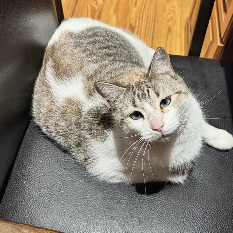 Marshmellow thumbnail 4