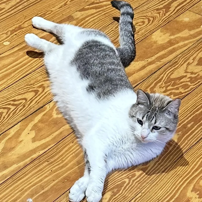 Marshmellow thumbnail 5