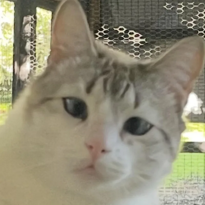 Marshmellow thumbnail 6