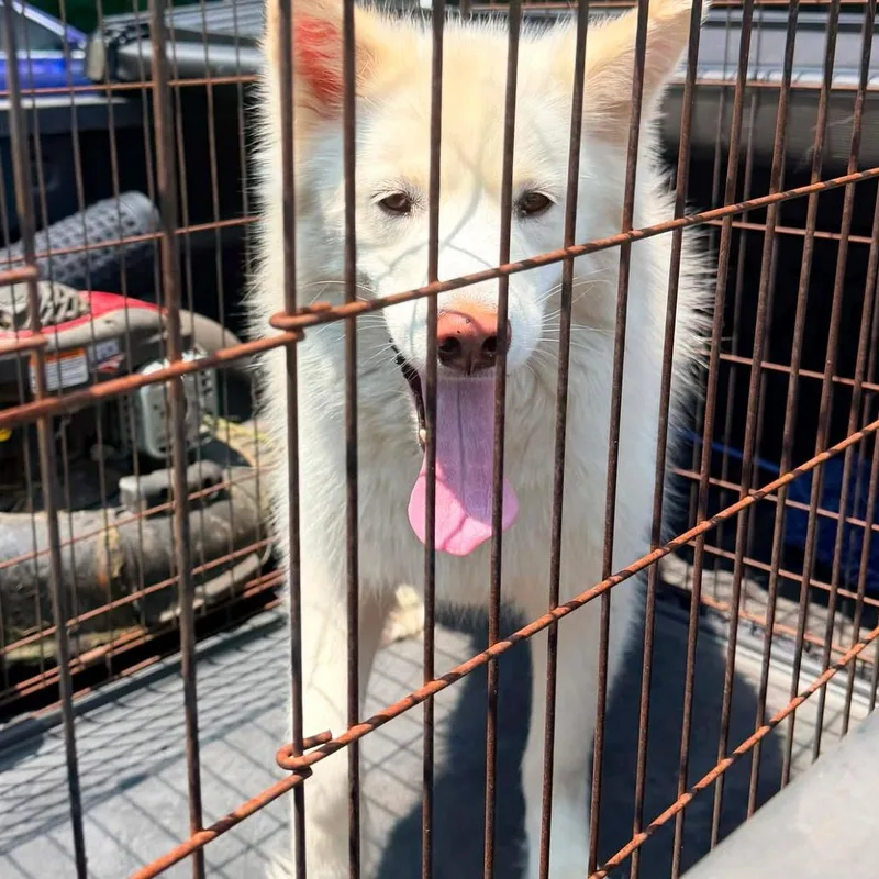 An adult small-sized female White / Cream Mixed Breed dog named Cotton for adoption in Huntington, WV