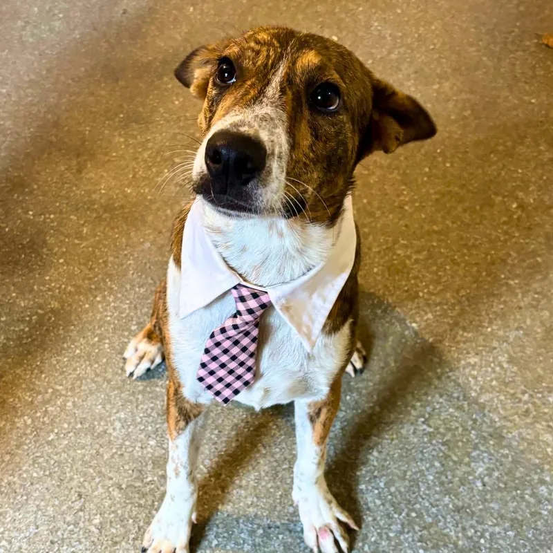 A young medium-sized male Cattle Dog dog named Diego for adoption in Metamora, MI