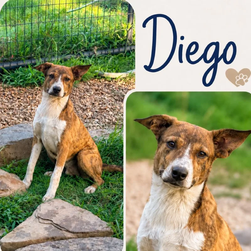 Diego thumbnail 5