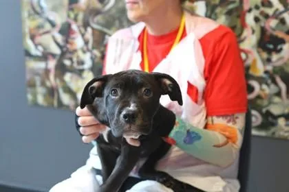 A baby small-sized male Mixed Breed dog named Adrock for adoption in West Chester, PA