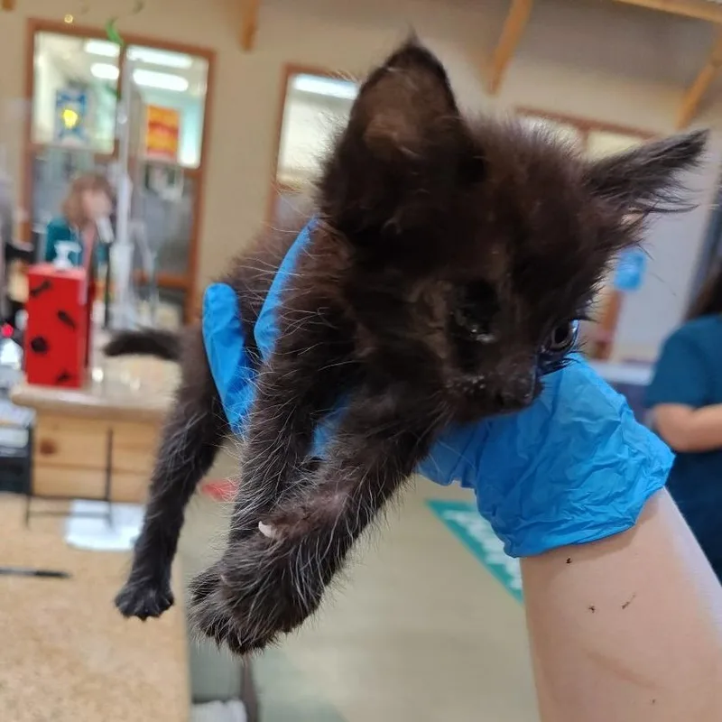 A baby small-sized female Black Domestic Short Hair cat named Yunnan for adoption in Upland, CA