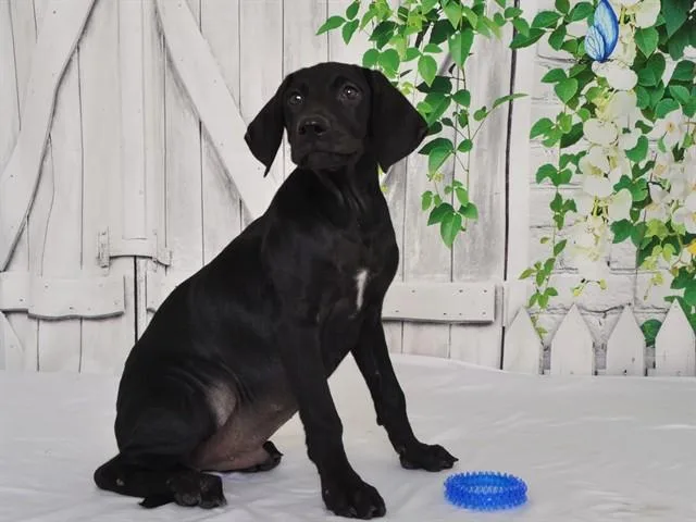 A baby small-sized male Weimaraner dog named Mickey for adoption in Oroville, CA
