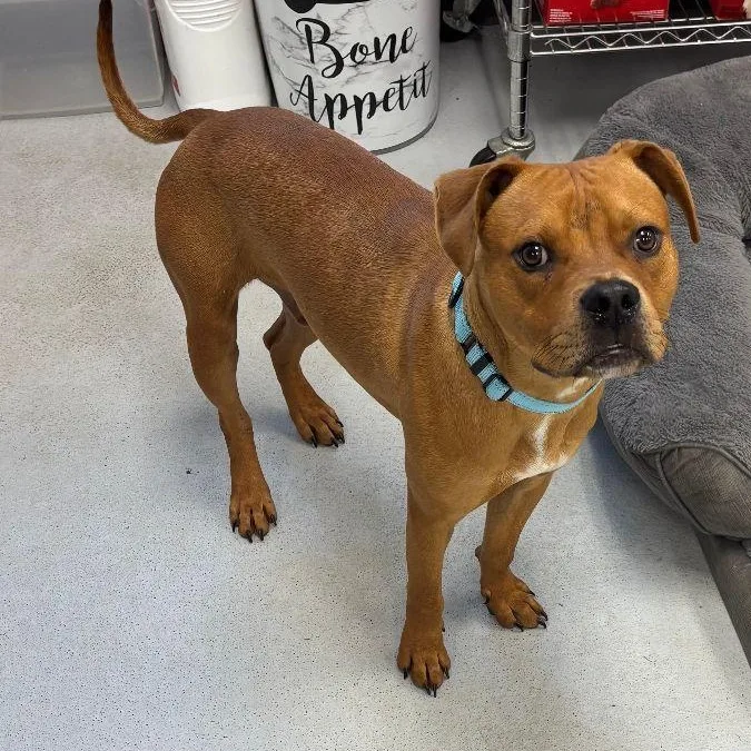 An adult medium-sized male Labrador Retriever dog named QBert for adoption in Carneys Point, NJ