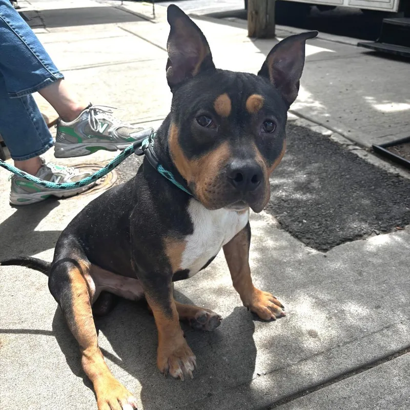 An adult medium-sized male Black Pit Bull Terrier dog named Churro for adoption in Newark, NJ