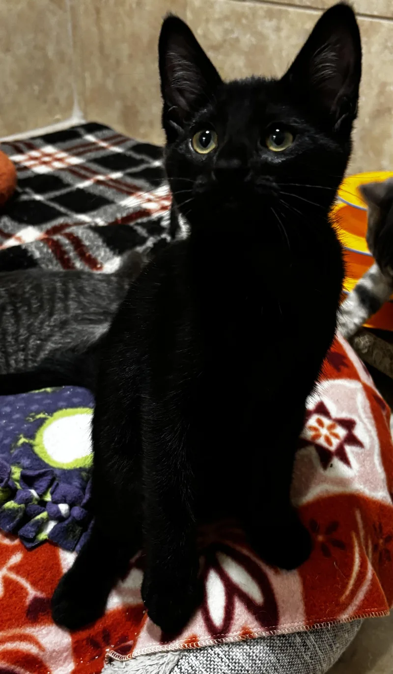 A baby medium-sized female Black Domestic Short Hair cat named Georgia for adoption in Rochester, NY