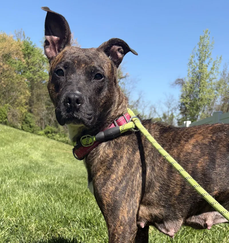 An adult medium-sized female Brindle Pit Bull Terrier dog named June for adoption in Felton, PA