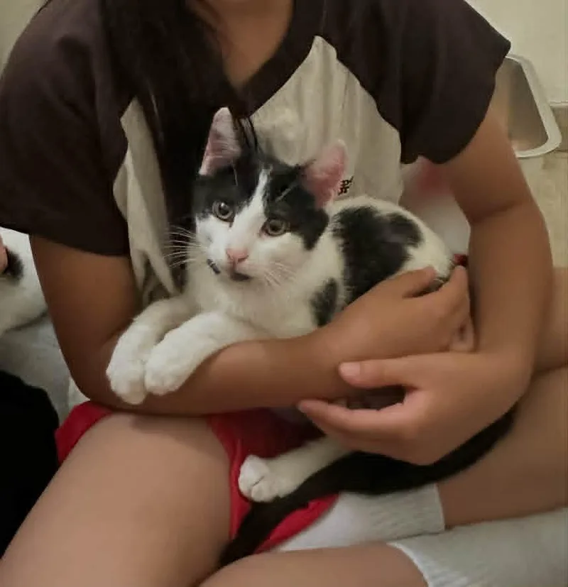 A baby medium-sized female White Domestic Short Hair cat named Maybelline for adoption in Santa Clara, CA
