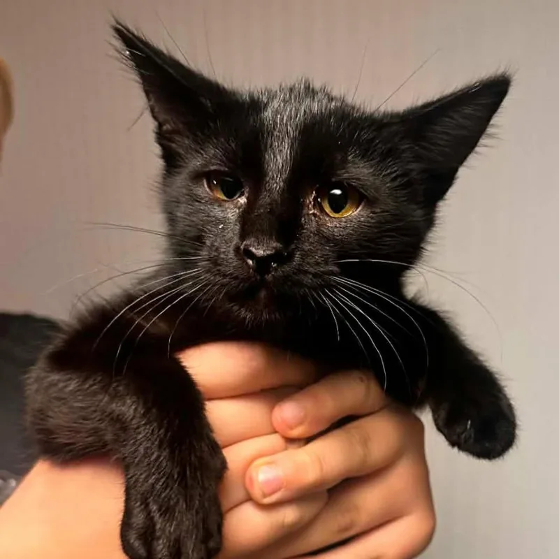An adult medium-sized female Black Domestic Short Hair cat named Sherry for adoption in Milwaukee, WI
