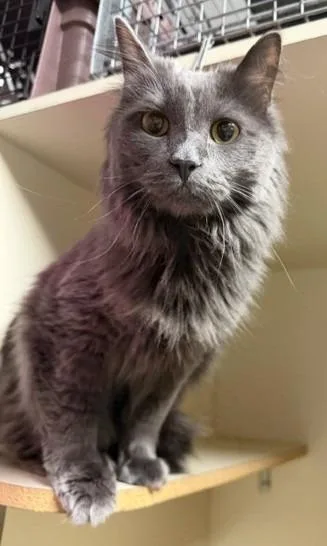 An adult medium-sized female Domestic Short Hair cat named Misty Grey Aka Munchkin for adoption in Windsor, CT
