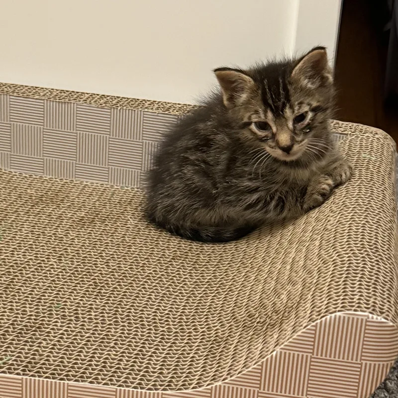 A baby medium-sized male Brown / Chocolate Domestic Short Hair cat named Bryce for adoption in Moriches, NY