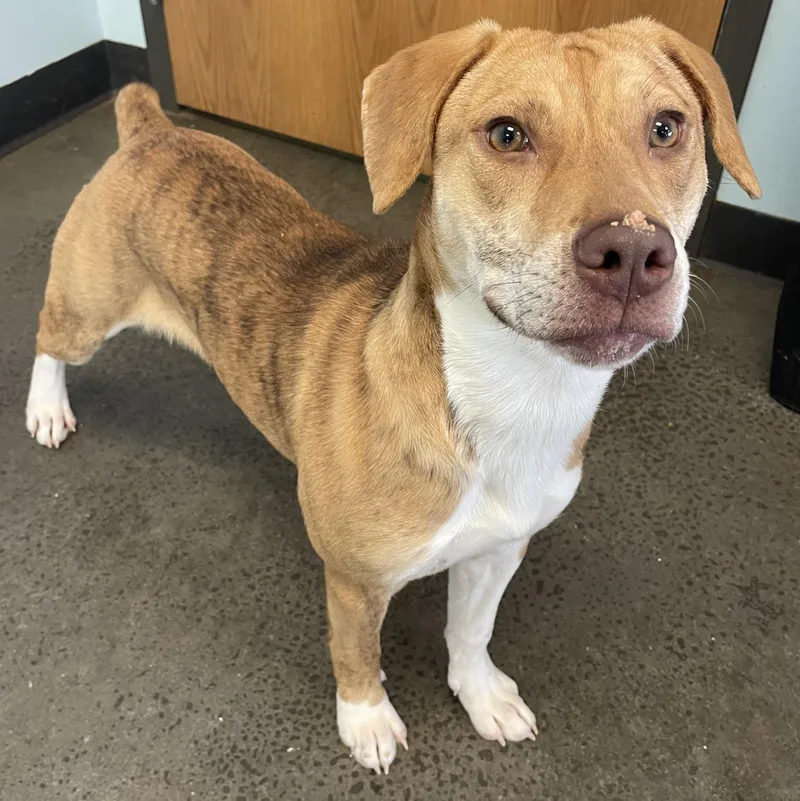 A young medium-sized female Brindle Mixed Breed dog named Roxy for adoption in Mishawaka, IN