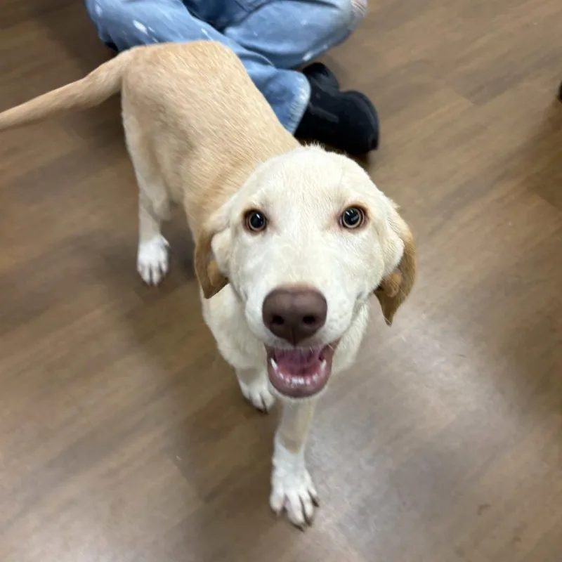 A baby medium-sized male Yellow / Tan / Blond / Fawn Retriever dog named Cheese for adoption in Beaumont, TX