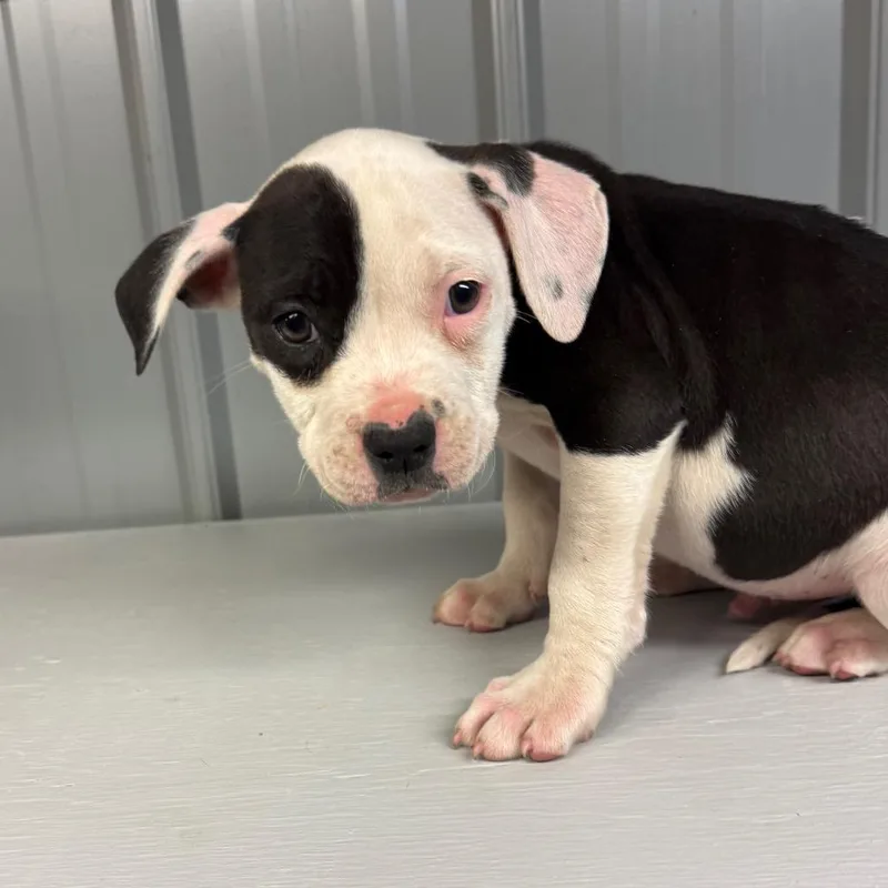 A baby small-sized male Black English Bulldog dog named Male for adoption in Homer, NY