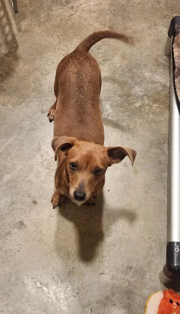 An adult small-sized female Brown / Chocolate Chihuahua dog named Cleo for adoption in Douglasville, GA