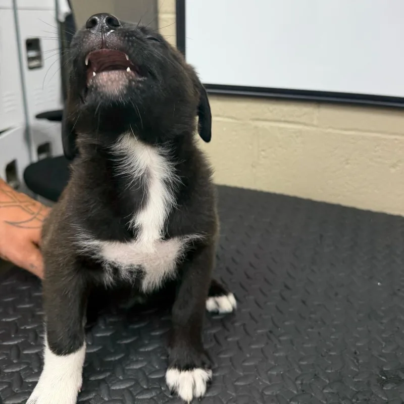 A baby medium-sized female Black Labrador Retriever dog named Polaroid for adoption in Madisonville, KY