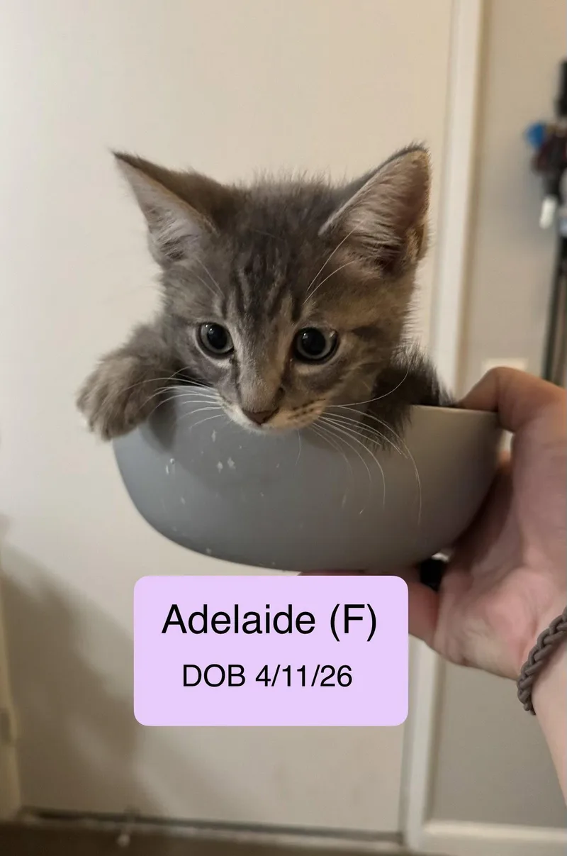 A baby medium-sized male Domestic Medium Hair cat named Adelaide for adoption in Vacaville, CA